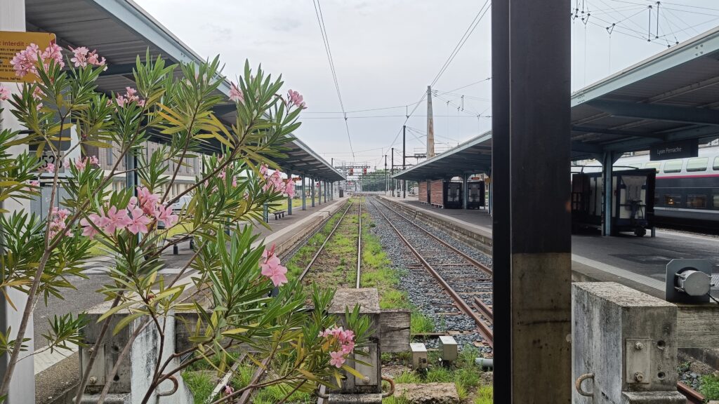 Lauriers en fleurs qui poussent sur le quai de la voie 21 à Lyon-Perrache